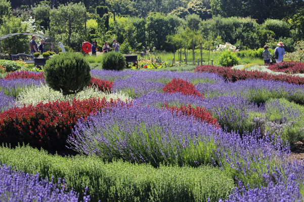 Filoli lavendar