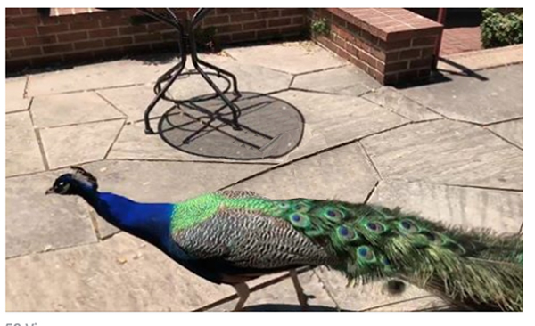 peacock