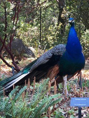 peacock